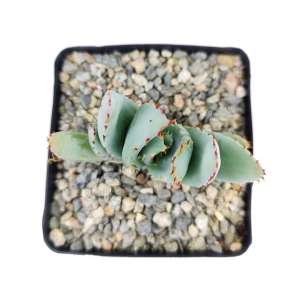Aloe Peglerae - Image 2