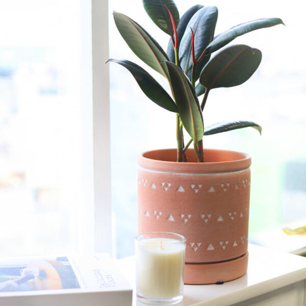 Burgundy Rubber Plant - Image 9