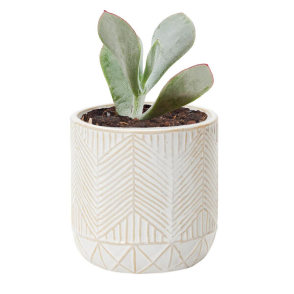 Whitcomb White Ceramic Pot - Image 7