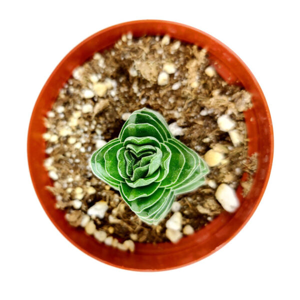 Crassula pyramidalis 'Buddha's Temple' - Image 5