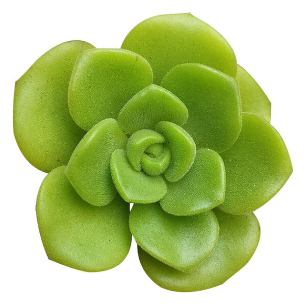 Aeonium Lily Pad Rosettes - Image 2