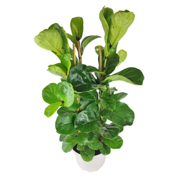 Ficus Lyrata - Image 2