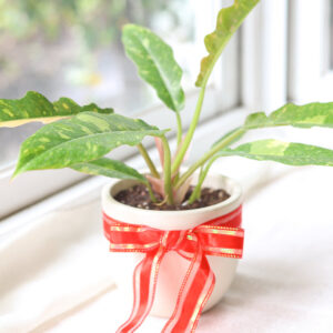 Philodendron Ring of Fire