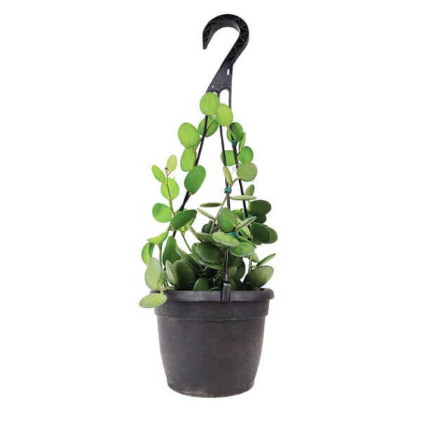 Xerosicyos danguyi (Silver Dollar Vine) - Image 8