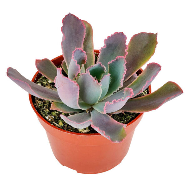 Echeveria Neon Breaker - Image 6