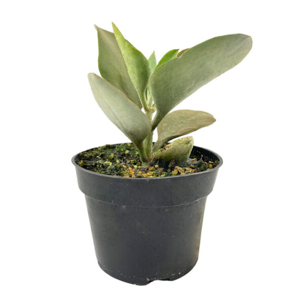 Kalanchoe orgyalis Copper Spoons - Image 3