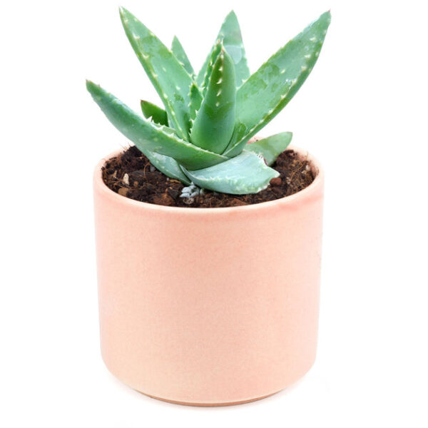 Aloe Brevifolia Short-leaved Aloe - Image 9
