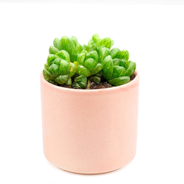 Haworthia Cymbiformis Var. Obtusa - Image 9