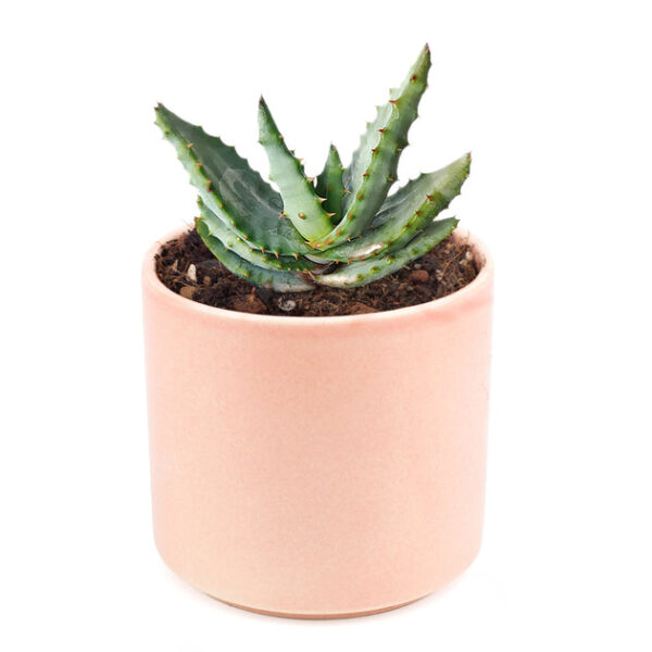 Mountain Aloe - Image 8