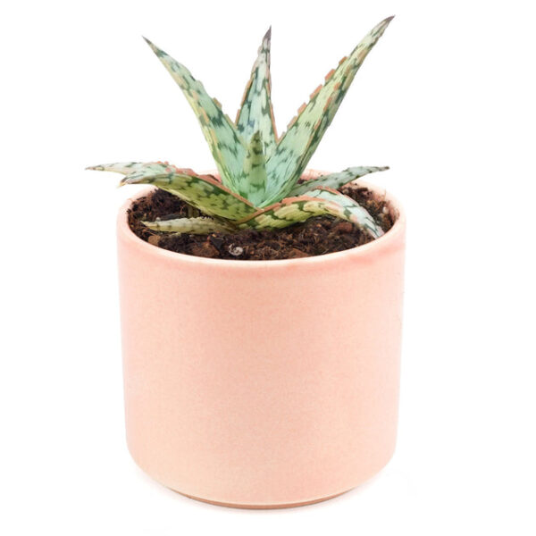 Pink Blush Aloe Succulent - Image 9