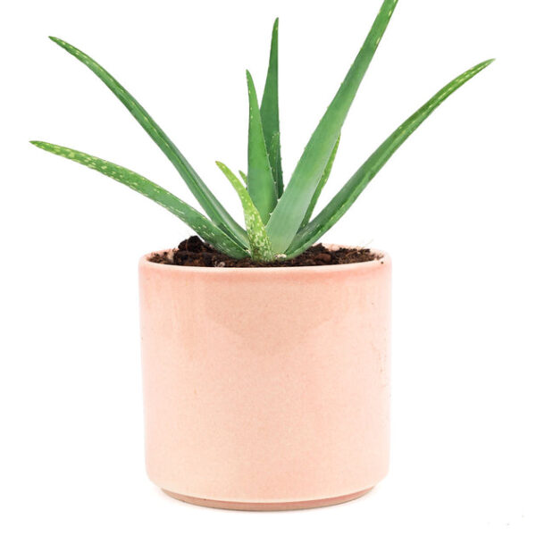 Aloe Vera - Image 9