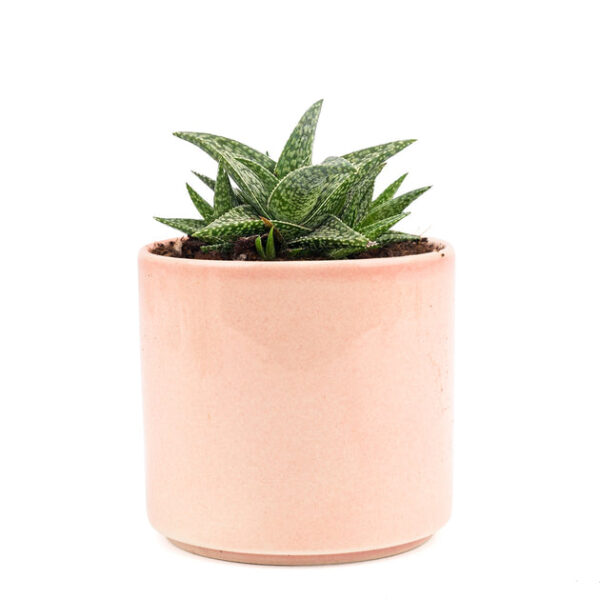 White Fox Aloe Plant - Image 9