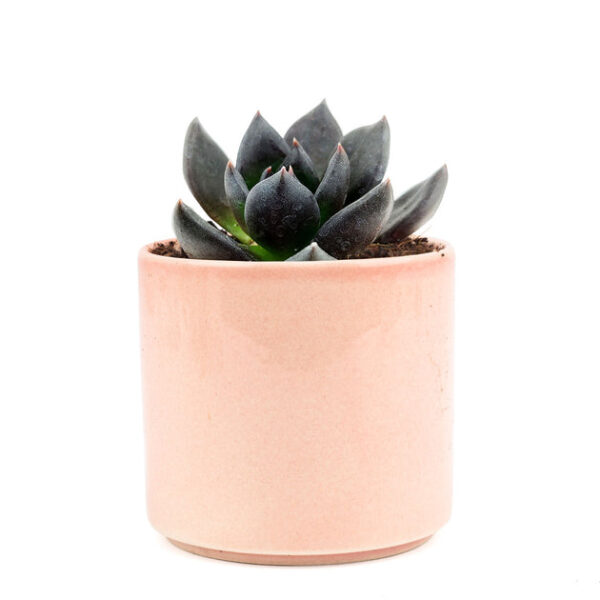 Echeveria Black Prince - Image 8
