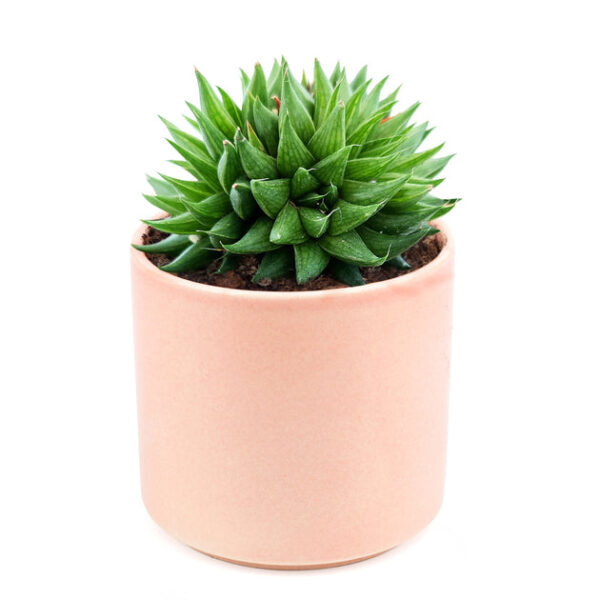 Haworthia Batesiana Succulent - Image 8