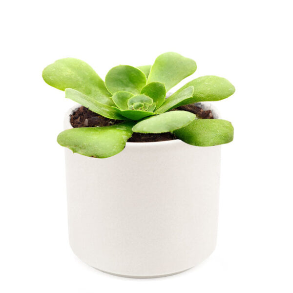 Aeonium Green Platters - Image 9