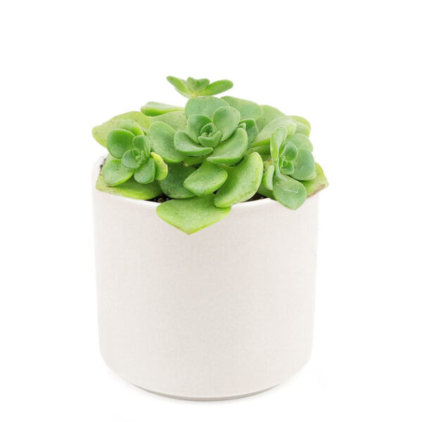 Aeonium Lily Pad Rosettes - Image 9