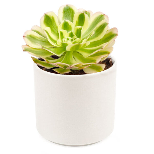 Aeonium Luteovariegatum - Image 9