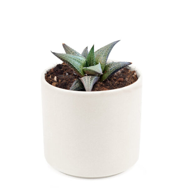 Haworthia Venosa Succulent - Image 7