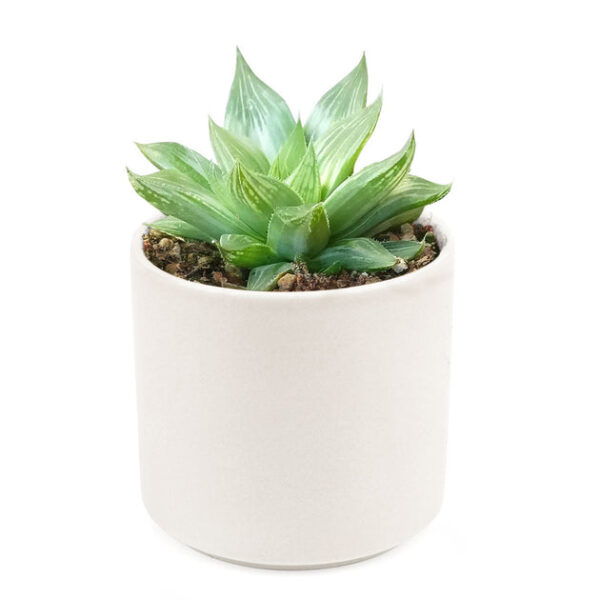 Haworthia White Ghost - Image 9