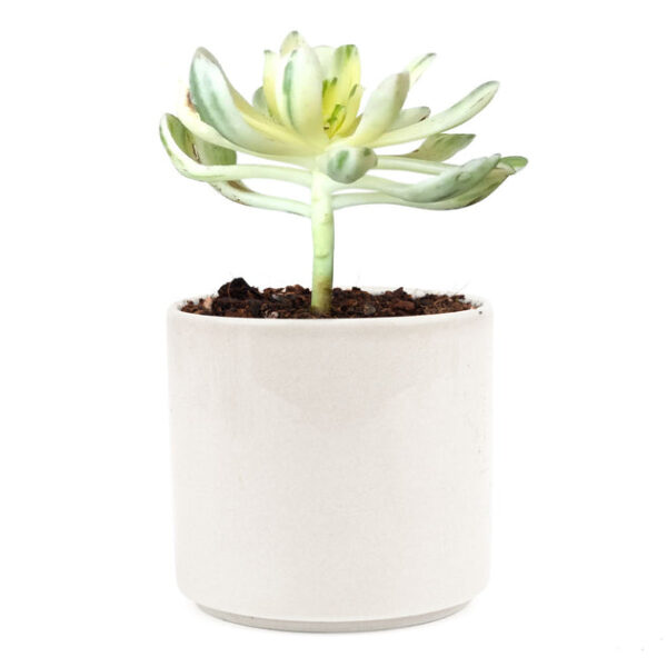 Aeonium Suncup Variegata - Image 9