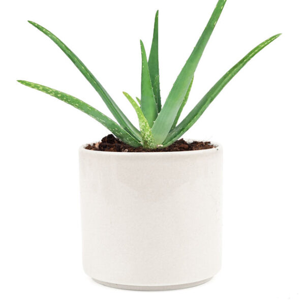 Aloe Vera - Image 8
