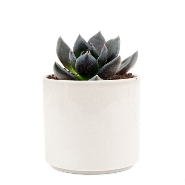 Echeveria Black Prince - Image 7