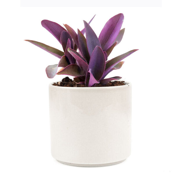 Purple Heart Tradescantia Pallida - Image 9