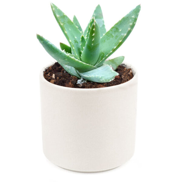 Aloe Brevifolia Short-leaved Aloe - Image 8