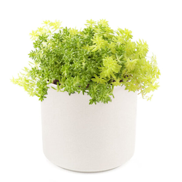 Sedum Golden Moss Succulent - Image 9