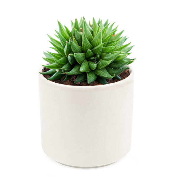 Haworthia Batesiana Succulent - Image 9