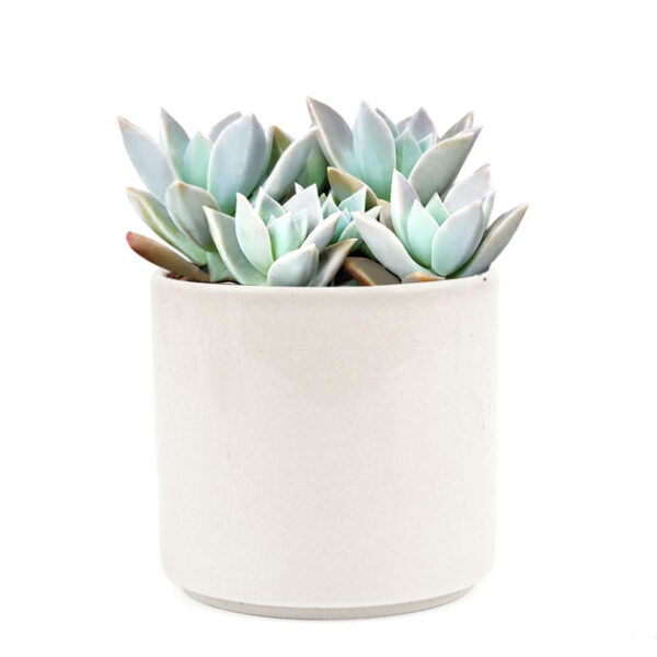 Variegated Ghost Plant - Image 9