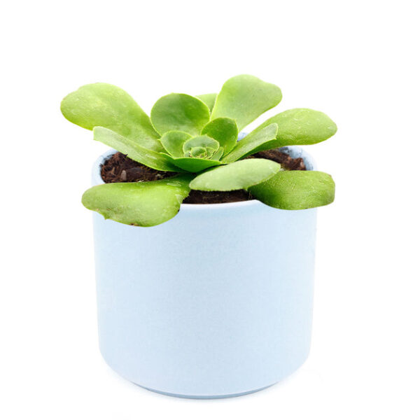 Aeonium Green Platters - Image 8