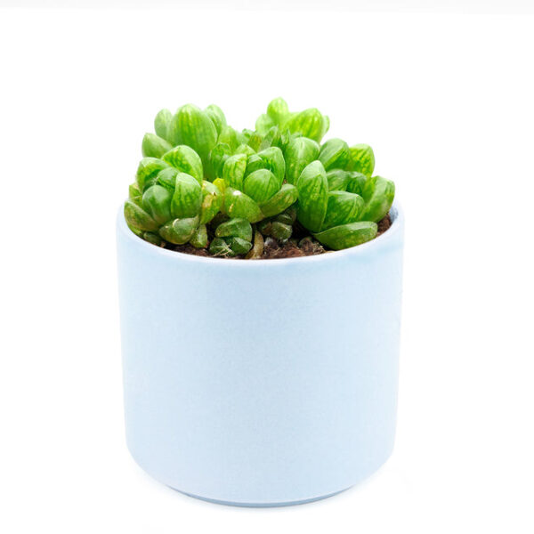 Haworthia Cymbiformis Var. Obtusa - Image 8