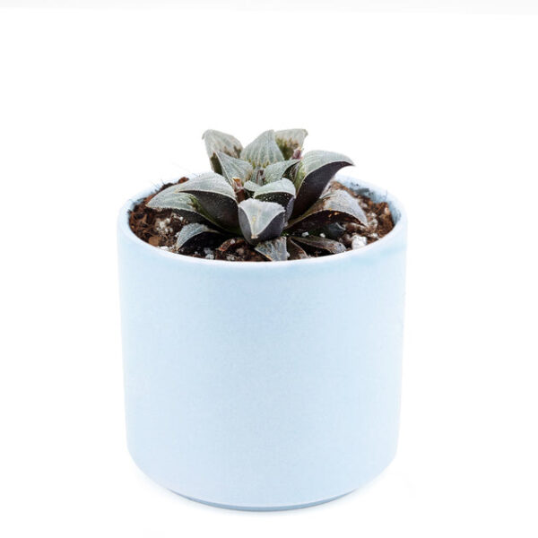 Haworthia emelyae var. Major - Image 9