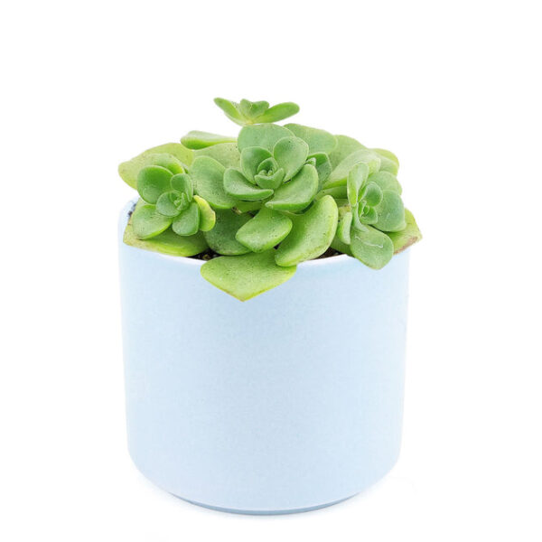 Aeonium Lily Pad Rosettes - Image 8
