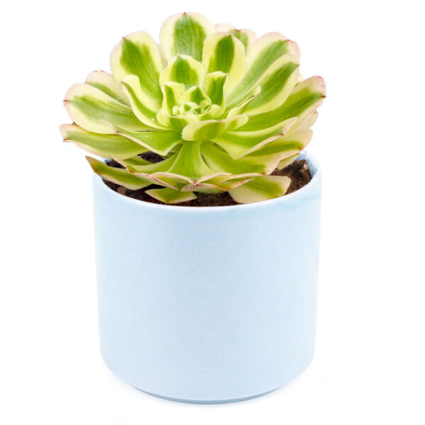 Aeonium Luteovariegatum - Image 8