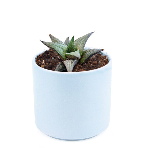 Haworthia Venosa Succulent - Image 9