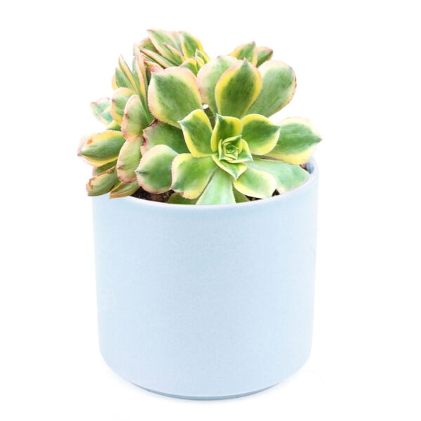 Aeonium Sunburst Copper Pinwheel - Image 9