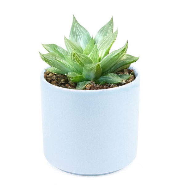 Haworthia White Ghost - Image 8