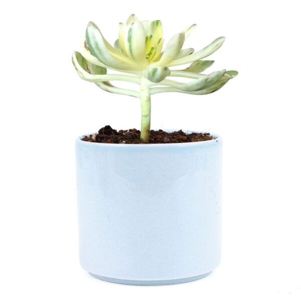Aeonium Suncup Variegata - Image 8
