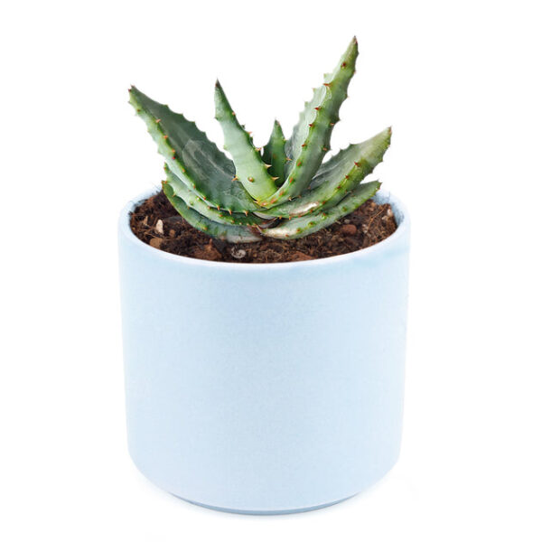 Mountain Aloe - Image 9