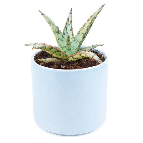 Pink Blush Aloe Succulent - Image 8