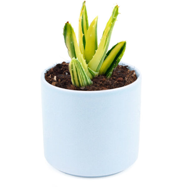 Variegated Aloe Plant - Image 9