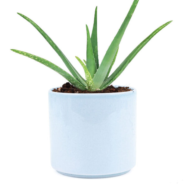 Aloe Vera - Image 7