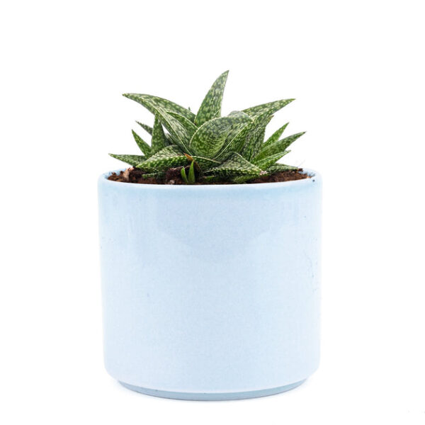 White Fox Aloe Plant - Image 7