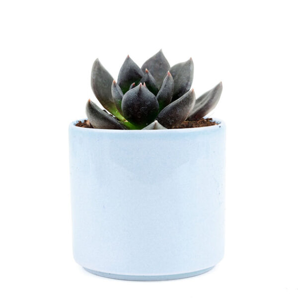 Echeveria Black Prince - Image 6
