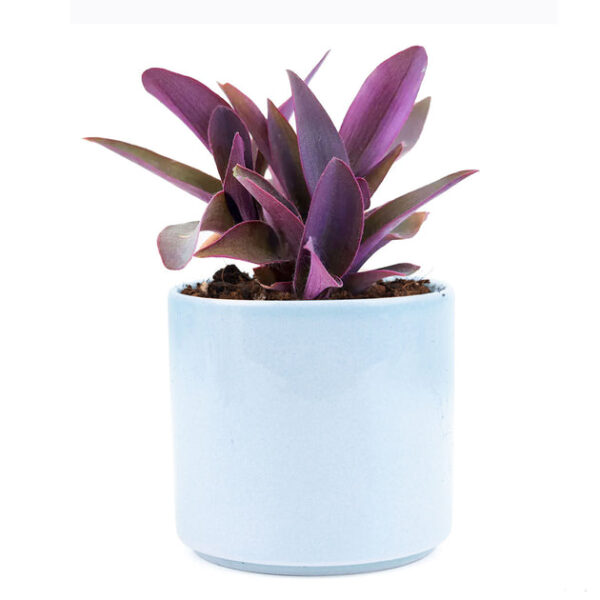 Purple Heart Tradescantia Pallida - Image 8