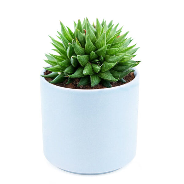 Haworthia Batesiana Succulent - Image 7
