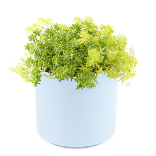 Sedum Golden Moss Succulent - Image 8