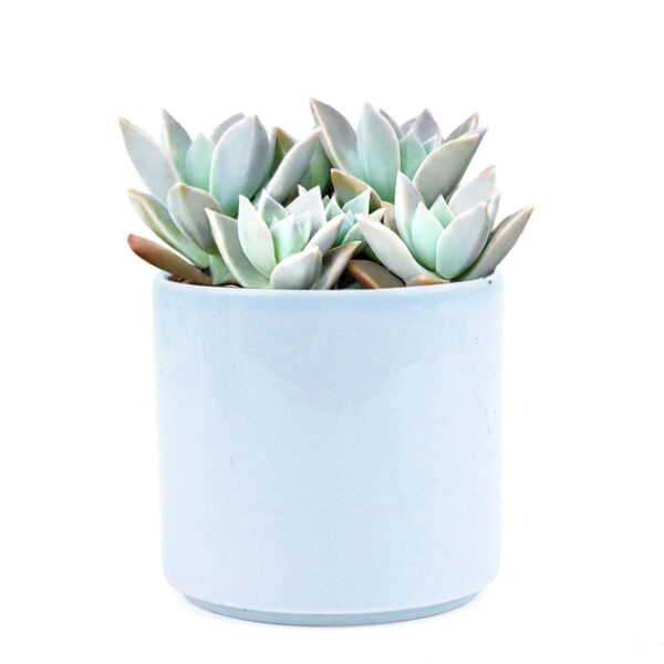 Variegated Ghost Plant - Image 8